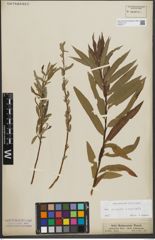Foto von Salix purpurea L. x Salix viminalis L.